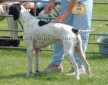 Limit Dog